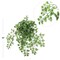 15" Artificial Maidenhair Ferns - Set of 12, Lush Greenery, Indoor/Outdoor Decor, Perfect for Homes, Offices, Events - Year-Round Decorative Accent, Floral Home by Artificial Flowers